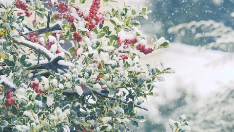 Snow falling on a holly tree branches in slow motion. winter christmas Stock-Footage 86093220
