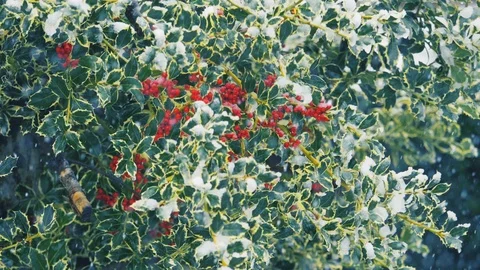 Snow falling on a holly tree branches in slow motion. winter christmas Video stock 86093305