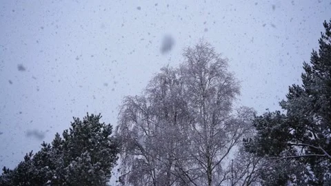Snow falling infront of trees Stock Footage 234008782