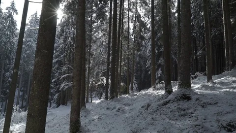Snow falling inside a pine forest with sun rays through the trees. Stock Footage 85436910