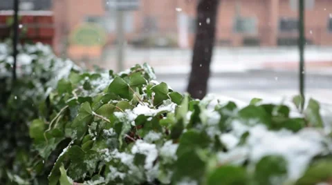 Snow falling on ivy Stock Footage 44184057