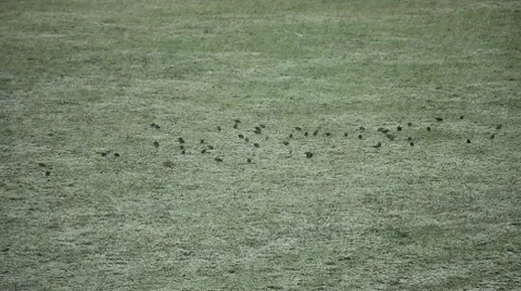 Snow falling on lawn with birds Stock Footage 10736832