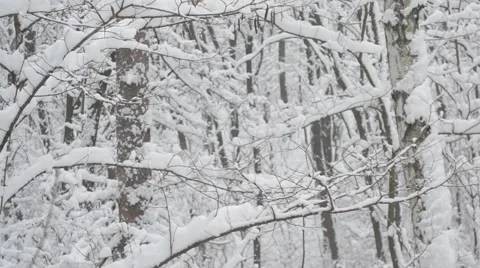 Snow falling in leafless deciduous forest Stock Footage 49944473