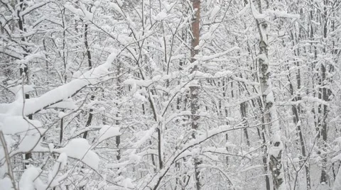 Snow falling in leafless snowy deciduous forest in winter Stock Footage 50518398