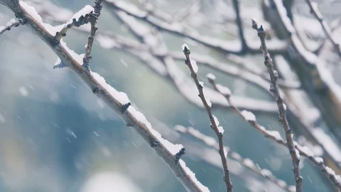 Snow falling on leafless tree branches in slow motion. winter Christmas season Stock Footage 86092859