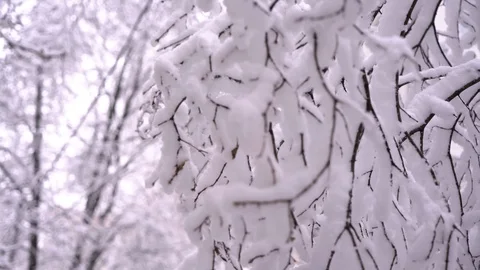 Snow falling on leafless tree branches in slow motion. winter christmas season Stock Footage 103038640