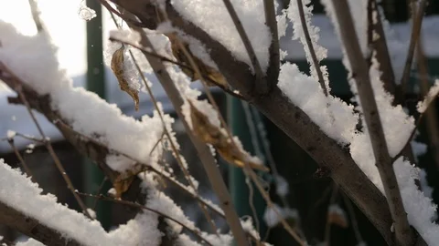 Snow falling on leafless tree branches in slow motion. winter christmas season Stock-Footage 119028009