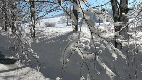 Snow falling from leafless tree branches on country background Stock Footage 124738117