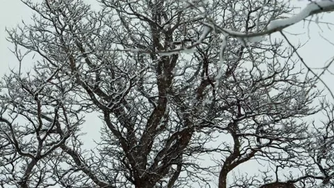 Snow falling on leafless tree-Closeup-Cold blue tint Video stock 148445469