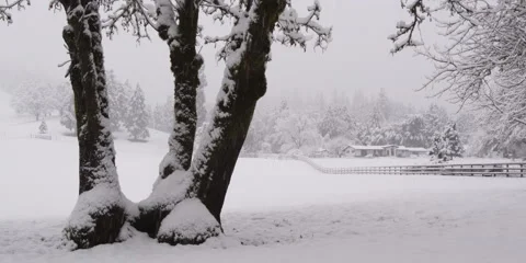 Snow falling on leafless trees and a field near a rural home Stock Footage 59186605