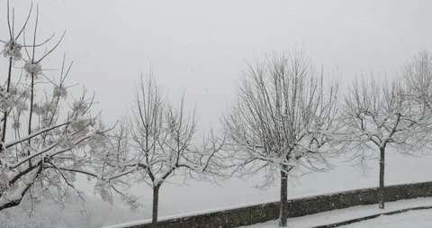 Snow Falling on leafless trees in winter. Snowflakes in slow motion 4K Stock Footage 150828224