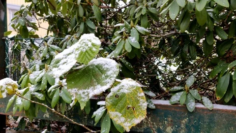 Snow Falling on Leaves Close Up 스톡 동영상 99532561