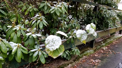 Snow Falling on Leaves Stock Footage 99532552