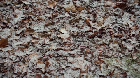 Snow Falling On Leaves Video stock 147886288