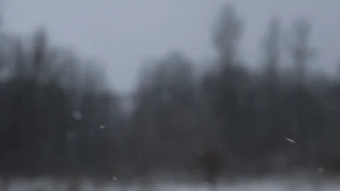 Snow falling left to right on the blured forest bg Stock Footage 85691795