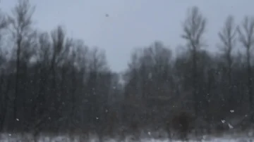 Snow falling left to right on the forest bg Stock Footage 85691926