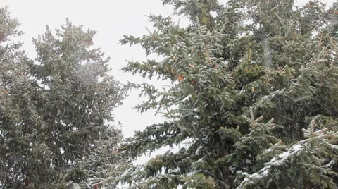 SNOW FALLING INTO LENS Video stock 2872726