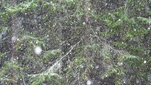 Snow falling lightly in spruce forest Stock Footage 107479148