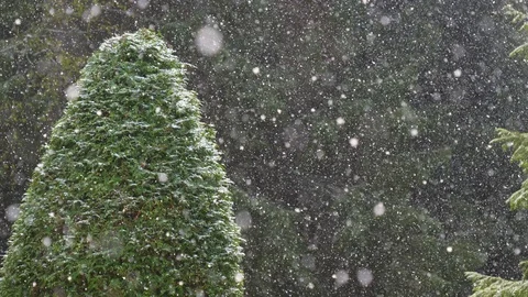 Snow falling lightly on a thuja bush Stock Footage 107478054