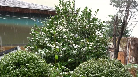 Snow falling on magnolia Stock Footage 235085470