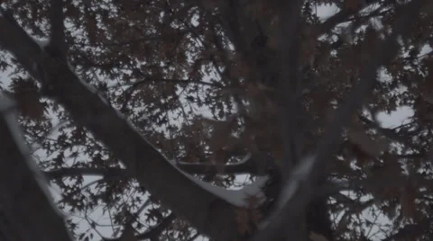 Snow Falling in Maple Tree 120fps Stock Footage 33756775