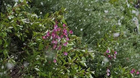 Snow falling in May on blooming flowers Stock Footage 326873108