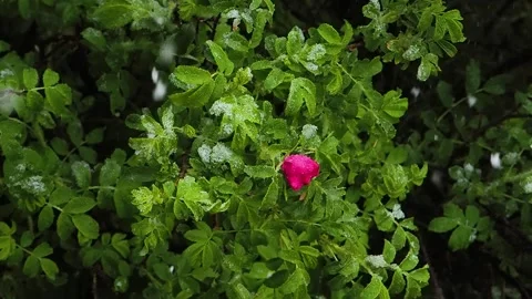Snow falling in May on blooming flowers Stock Footage 326873148