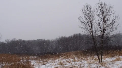 Snow falling in a meadow Stock Footage 108570802