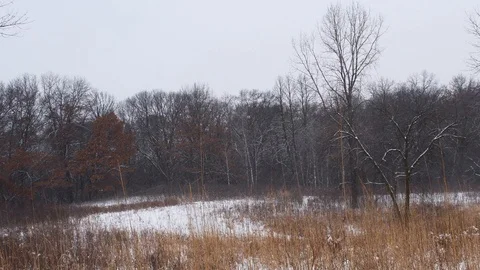 Snow falling in a meadow in a forest Stock Footage 108570866