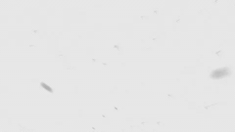 Snow Falling Naturally Captured with Alpha Channel Background Stock Footage 217430971