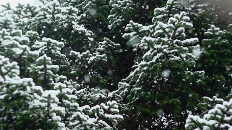 Snow Falling In Nature 05 Stock Footage 63846164
