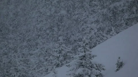 Snow falling in nature Stock Footage 1085109