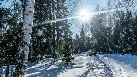 Snow falling nature forest trees landscape on white sunny winter day mood. Light Stock Footage 144023957