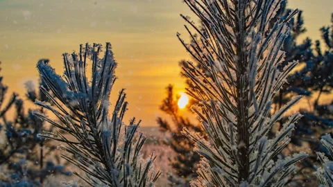 Snow falling nature forest trees landscape on white sunny winter day mood. Light Stock-Footage 145423351