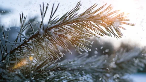 Snow falling nature forest trees landscape on white sunny winter day mood. Light Stock Footage 258164628