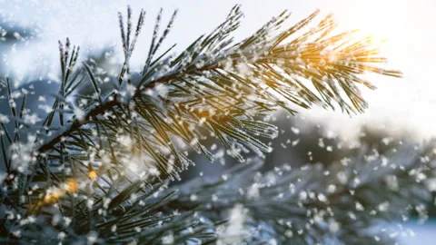 Snow falling nature forest trees landscape on white sunny winter day mood. Light Stock Footage 258604206