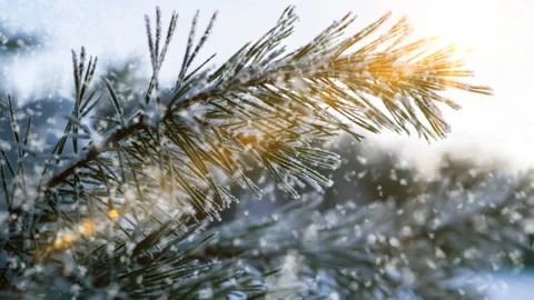 Snow falling nature forest trees landscape on white sunny winter day mood. Light Stock Footage 258833047