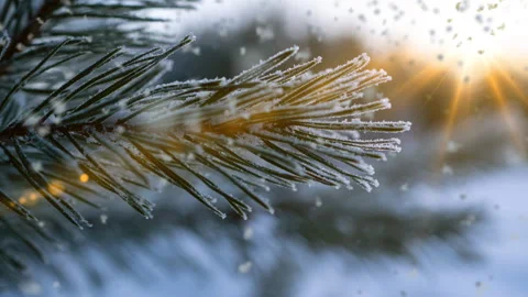 Snow falling nature forest trees landscape on white sunny winter day mood. Light Stock Footage 260380217