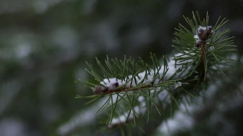 Snow falling on needles on a pine tree Stock Footage 77814799