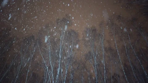 Snow falling at night on the background of trees Stock Footage 123560494