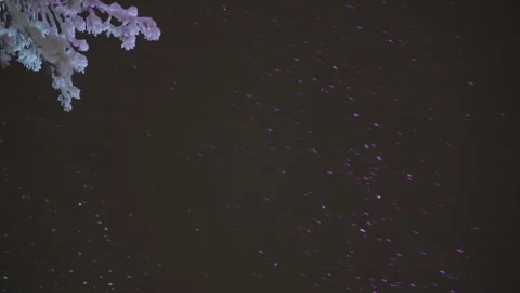 Snow falling at night with colorful lights on frozen branch Video stock 340479720