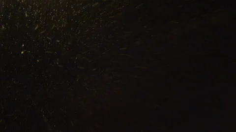 Snow Falling At Night Stock Footage 59513676