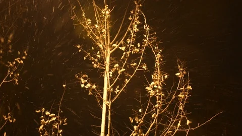 Snow falling in the night Stock Footage 108518675