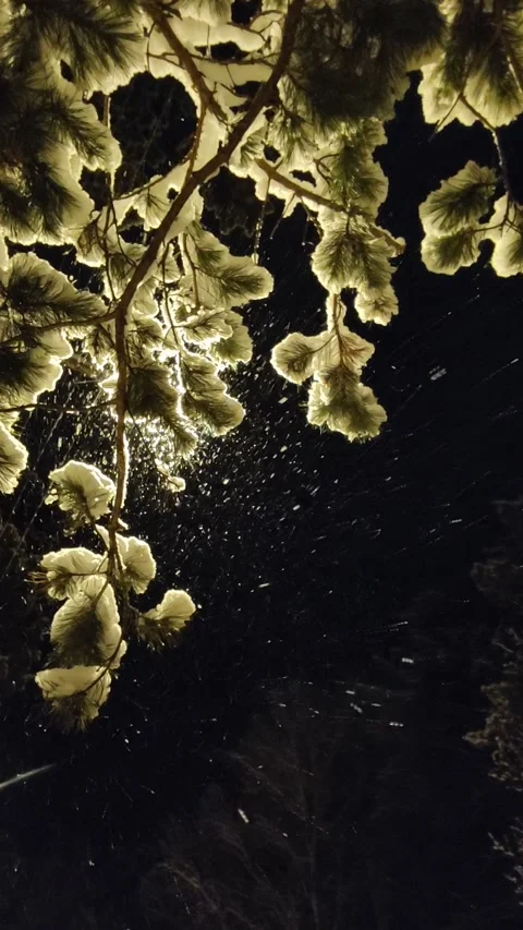 Snow Falling At Night Stock Footage 221604255