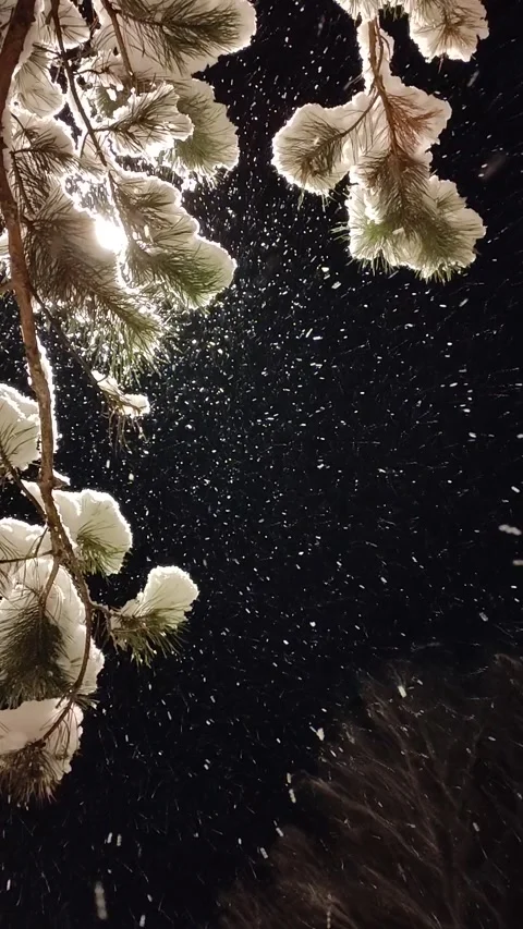 Snow Falling At Night Stock Footage 221604264