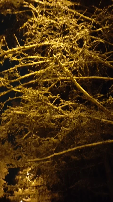 Snow Falling At Night Stock Footage 221604265
