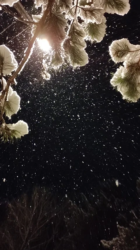 Snow Falling At Night Stock Footage 221604266