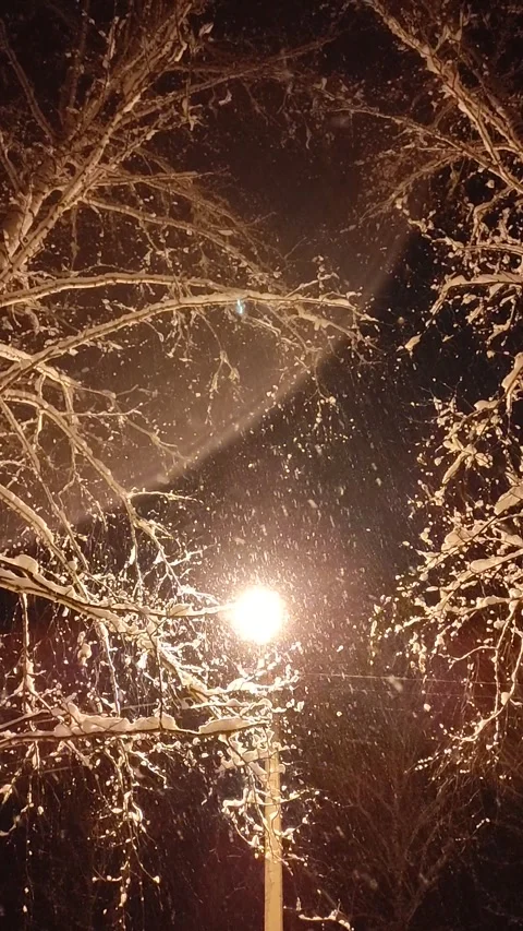 Snow Falling At Night Stock Footage 221604295