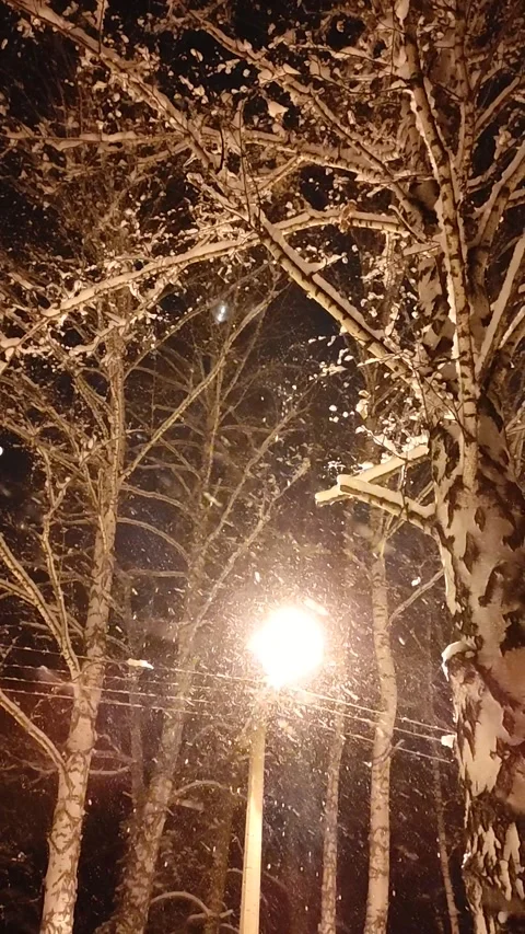 Snow Falling At Night Stock Footage 221604296
