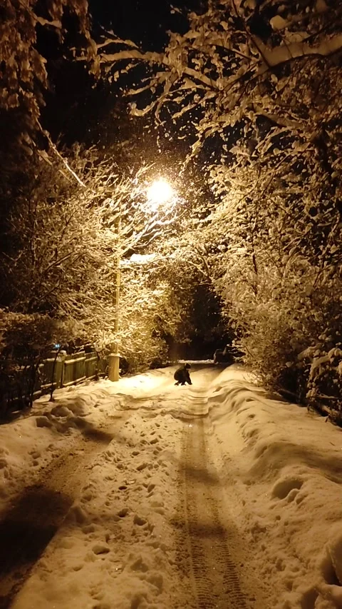 Snow Falling At Night Stock Footage 221604299